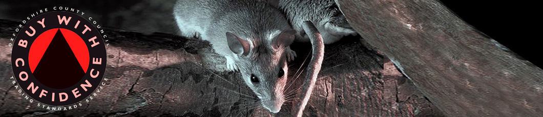 oxford rat control and removal